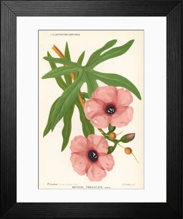 Framed Print : Giant potato, Ipomoea mauritiana Framed Print : Giant potato, Ipomoea mauritiana