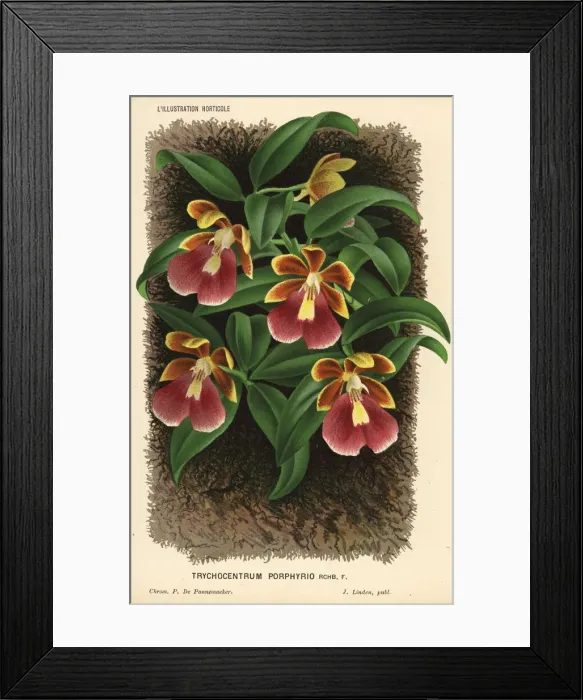 Framed Print : Dancing lady orchid, Trichocentrum porphyrio Framed Print : Dancing lady orchid, Trichocentrum porphyrio