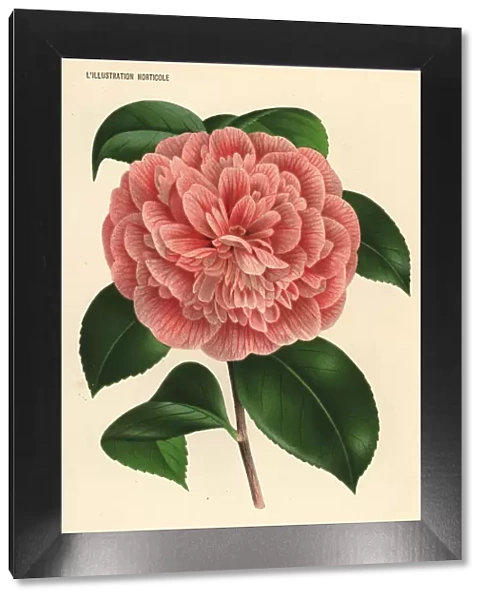 Camellia hybrid, Raymond Lemoinier, Camellia japonica