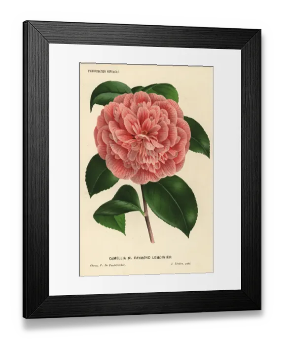 Framed Print : Camellia hybrid, Raymond Lemoinier, Camellia japonica Framed Print : Camellia hybrid, Raymond Lemoinier, Camellia japonica