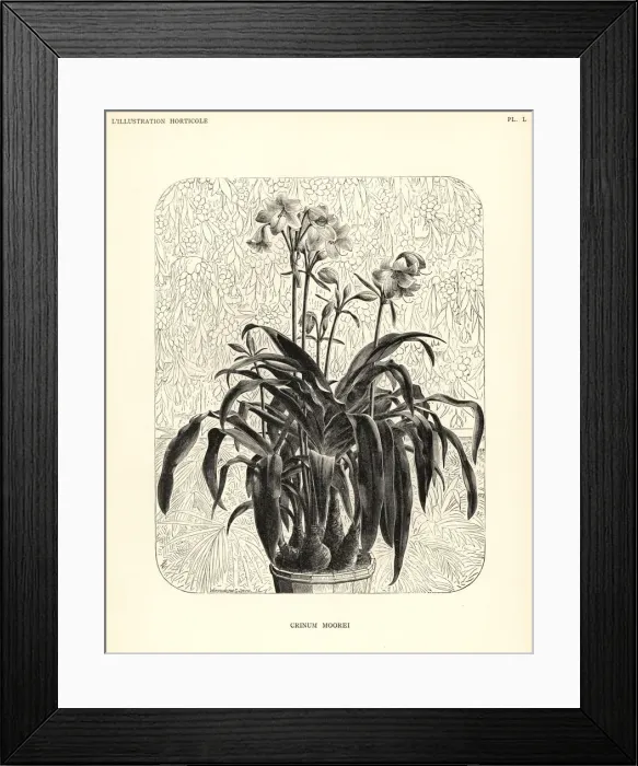 Framed Print : Moores crinum, Crinum moorei Framed Print : Moores crinum, Crinum moorei