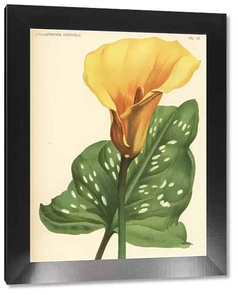 Golden arum or calla lily, Zantedeschia elliottiana
