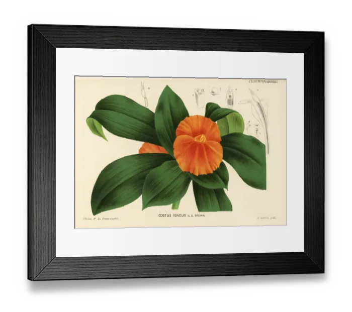 Framed Print : Fiery costus or spiral flag, Chamaecostus cuspidatus Framed Print : Fiery costus or spiral flag, Chamaecostus cuspidatus