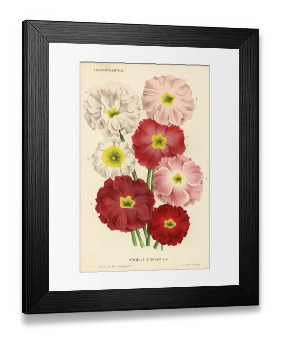 Framed Print : Chinese primrose varieties, Primula sinensis Framed Print : Chinese primrose varieties, Primula sinensis