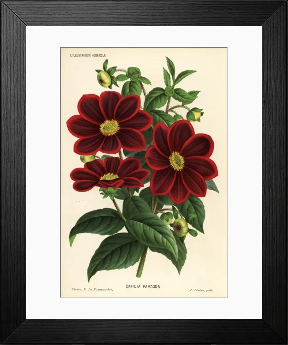 Framed Print : Dahlia variety, Paragon, Dahlia coccinea Framed Print : Dahlia variety, Paragon, Dahlia coccinea