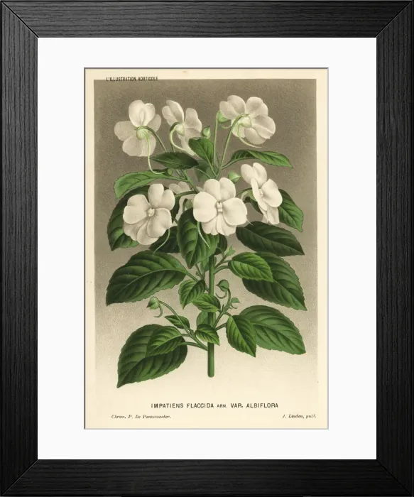 Framed Print : White busy lizzie, Impatiens flaccida Framed Print : White busy lizzie, Impatiens flaccida