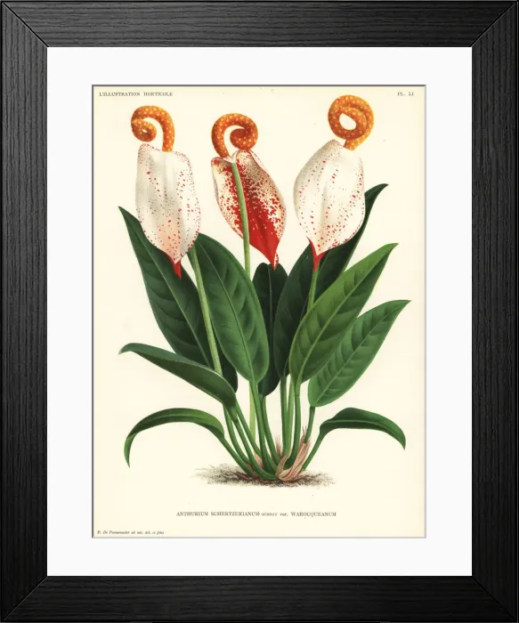 Framed Print : Flamingo flower, Anthurium scherzerianum Framed Print : Flamingo flower, Anthurium scherzerianum