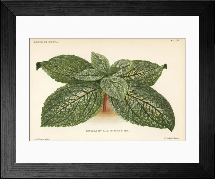 Framed Print : Sonerila hybrid, Madame Paul du Toict, raised Framed Print : Sonerila hybrid, Madame Paul du Toict, raised
