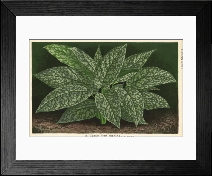 Framed Print : Schismatoglottis motleyana foliage plant Framed Print : Schismatoglottis motleyana foliage plant