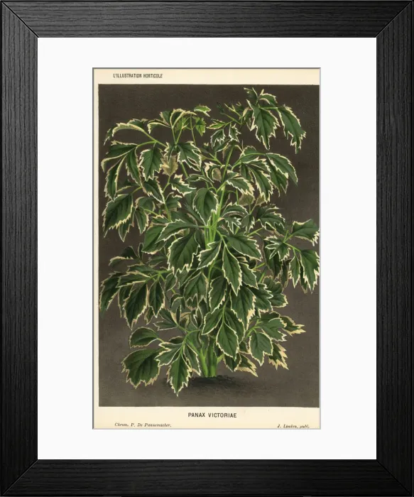 Framed Print : Geranium aralia, Polyscias guilfoylei Framed Print : Geranium aralia, Polyscias guilfoylei