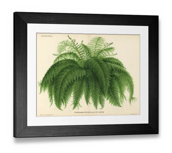 Framed Print : Silverback fern, Pityrogramma schizophylla Framed Print : Silverback fern, Pityrogramma schizophylla