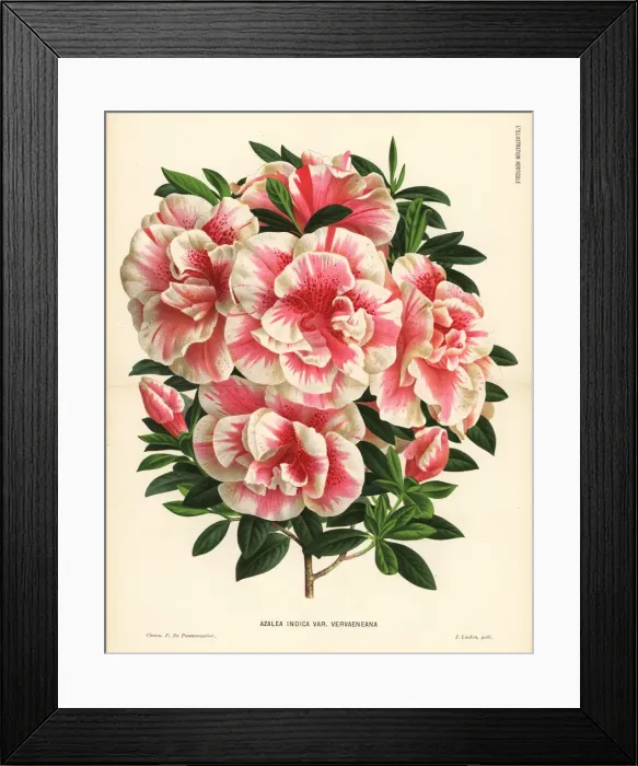 Framed Print : Joseph Vervaenes azalea, Rhododendron indicum Framed Print : Joseph Vervaenes azalea, Rhododendron indicum