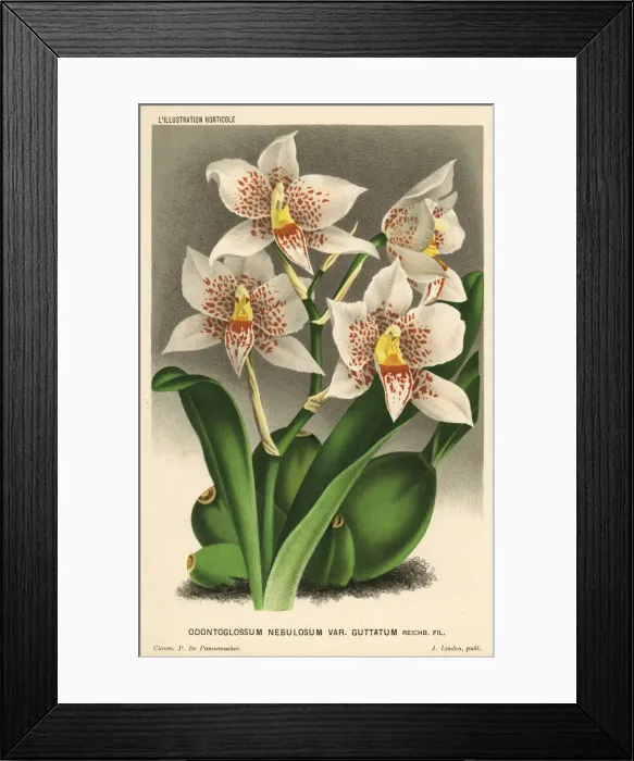 Framed Print : Rhynchostele aptera orchid Framed Print : Rhynchostele aptera orchid