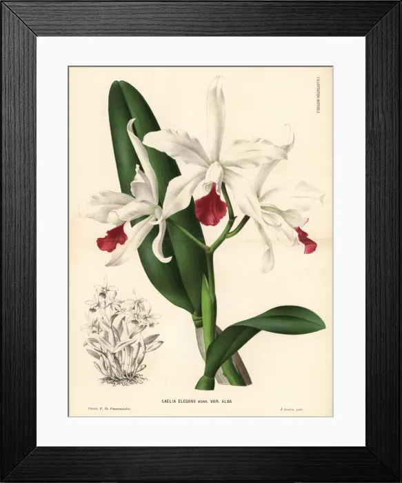 Framed Print : White Cattleya x elegans hybrid orchid Framed Print : White Cattleya x elegans hybrid orchid