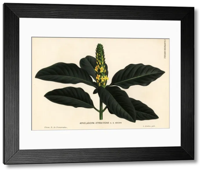 Framed Print : Aphelandra bahiensis Framed Print : Aphelandra bahiensis