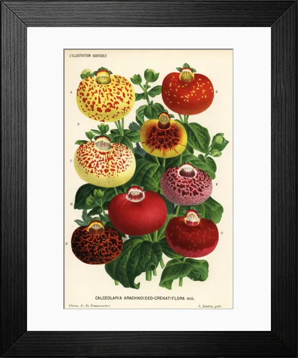 Framed Print : Calceolaria archnoidea varieties