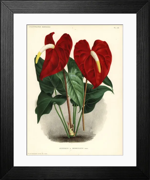 Framed Print : Flamingo flower, Anthurium hybrid Framed Print : Flamingo flower, Anthurium hybrid