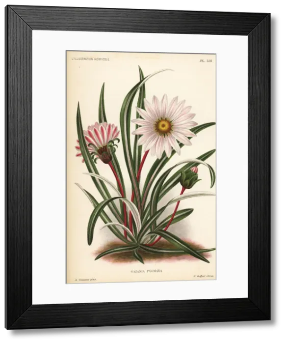 Framed Print : Gazania krebsiana subsp. serrulata Framed Print : Gazania krebsiana subsp. serrulata