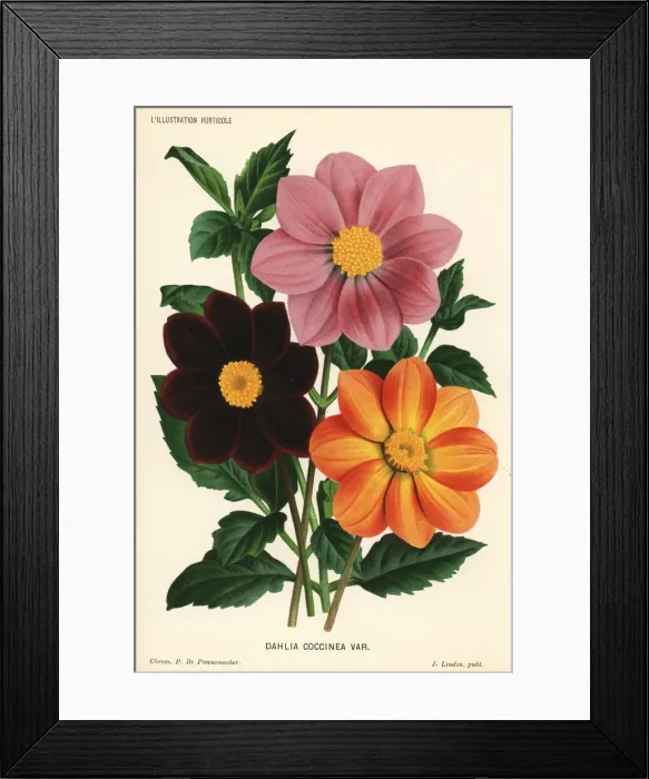 Framed Print : Dahlia coccinea varieties Framed Print : Dahlia coccinea varieties