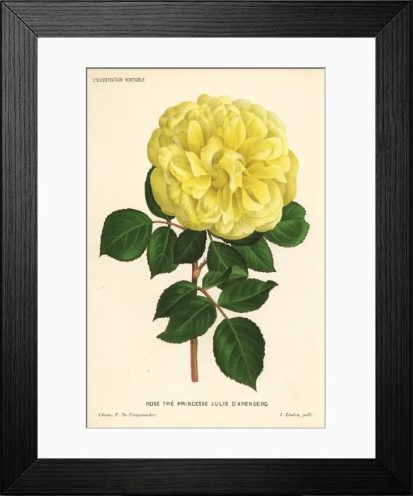 Framed Print : Tea rose hybrid, Princesse Julie d Arenberg, Rosa odorata Framed Print : Tea rose hybrid, Princesse Julie d Arenberg, Rosa odorata