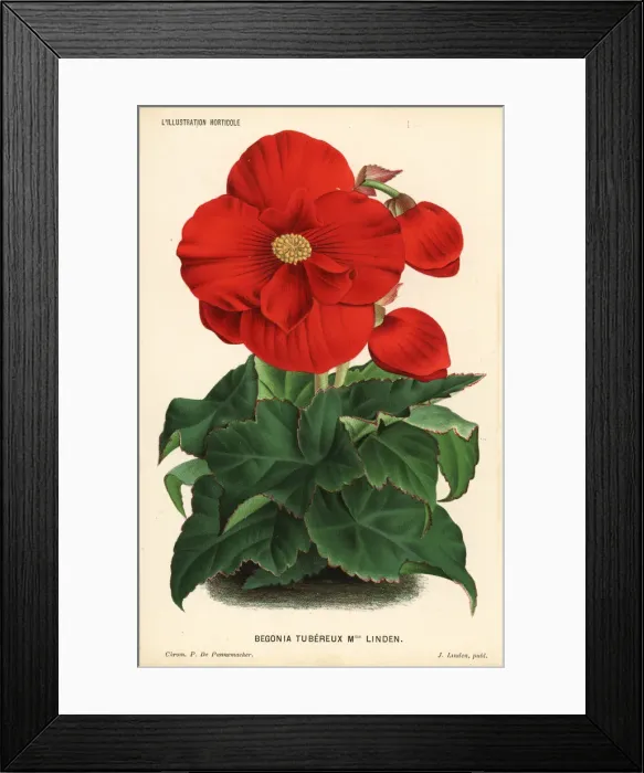 Framed Print : Begonia variety, Madame Linden Framed Print : Begonia variety, Madame Linden
