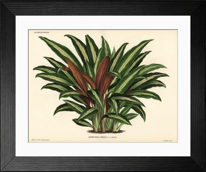 Framed Print : Boesenbergia ornata Framed Print : Boesenbergia ornata