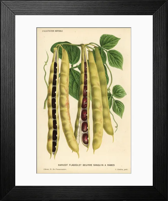 Framed Print : Variety of runner bean, Phaseolus vulgaris Framed Print : Variety of runner bean, Phaseolus vulgaris