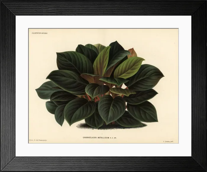 Framed Print : Homalomena metallica Framed Print : Homalomena metallica