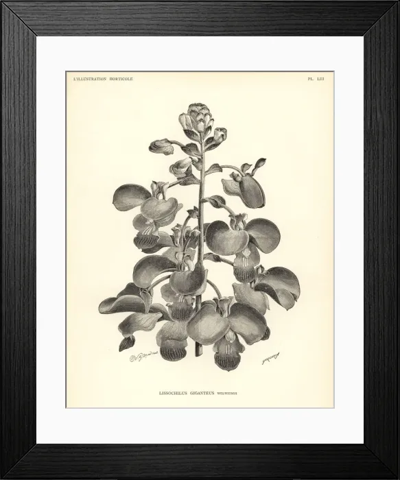 Framed Print : Eulophia bouliawongo orchid Framed Print : Eulophia bouliawongo orchid
