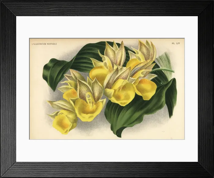 Framed Print : Catasetum x tapiriceps orchid. Catasetum Framed Print : Catasetum x tapiriceps orchid. Catasetum