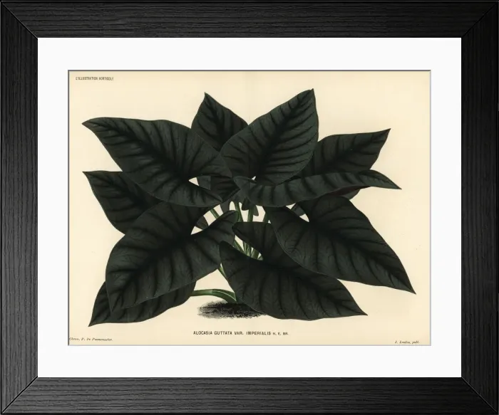 Framed Print : Alocasia scabriuscula Framed Print : Alocasia scabriuscula