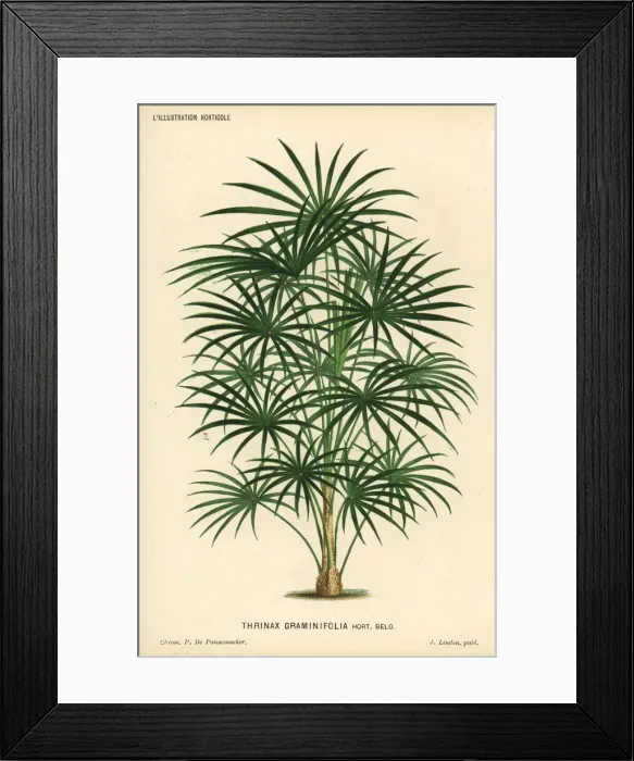 Framed Print : Coccothrinax argentea palm tree Framed Print : Coccothrinax argentea palm tree