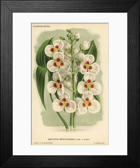 Framed Print : Giant arrowhead, Sagittaria montevidensis Framed Print : Giant arrowhead, Sagittaria montevidensis