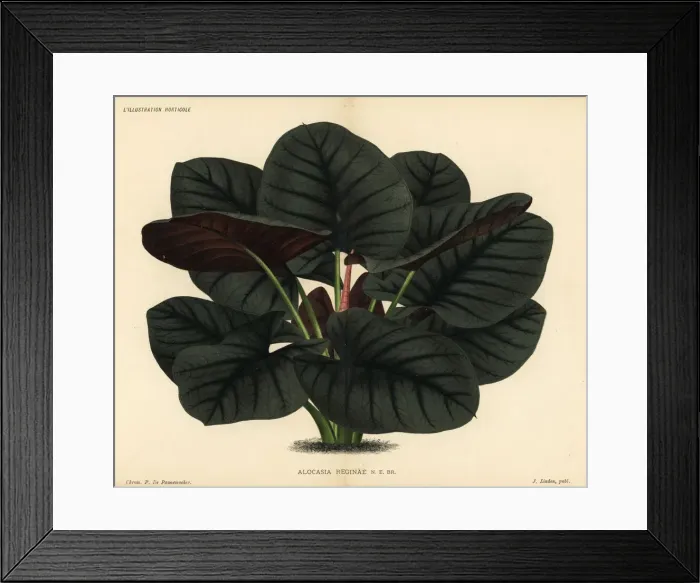 Framed Print : Alocasia reginae foliage plant Framed Print : Alocasia reginae foliage plant