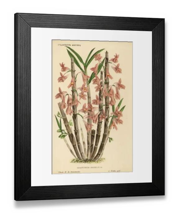 Framed Print : Hasselts dendrobium orchid or spinach orchid Framed Print : Hasselts dendrobium orchid or spinach orchid