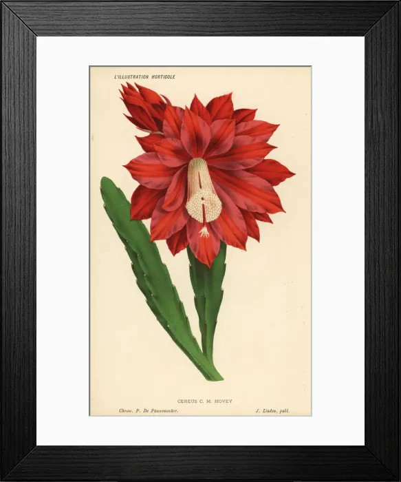 Framed Print : Heliocereus speciosus Framed Print : Heliocereus speciosus