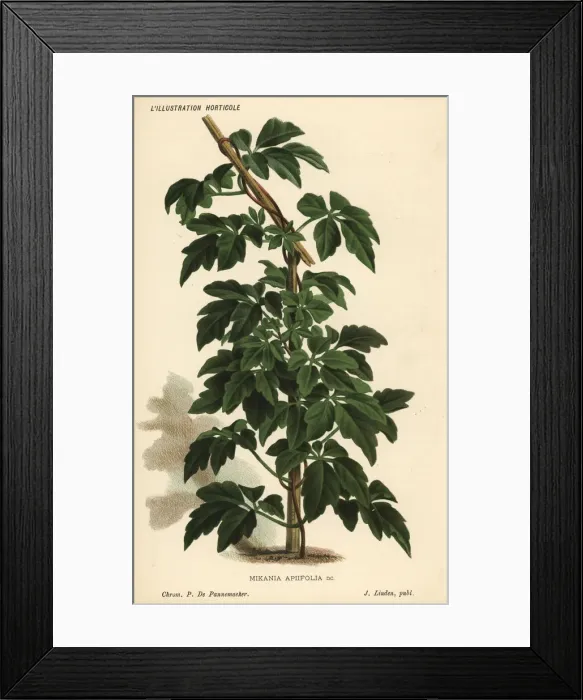 Framed Print : Calea pinnatifida Framed Print : Calea pinnatifida