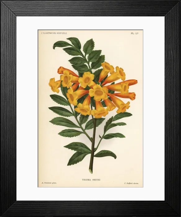 Framed Print : Trumpetbush variety, Tecoma x smithii Framed Print : Trumpetbush variety, Tecoma x smithii