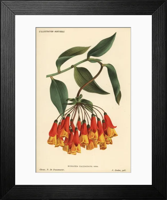 Framed Print : Bomarea multiflora Framed Print : Bomarea multiflora