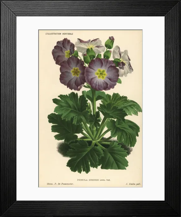 Framed Print : Chinese primrose, Primula sinensis var Framed Print : Chinese primrose, Primula sinensis var