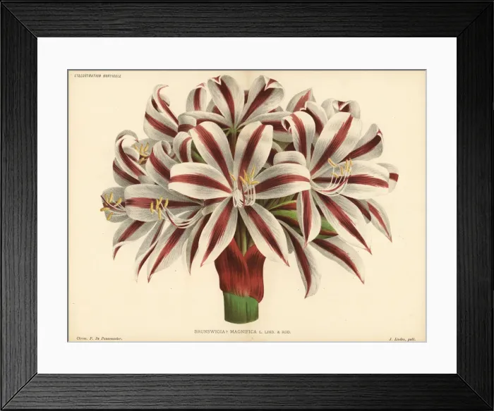 Framed Print : Crinum stuhlmannii subsp. delagoense Framed Print : Crinum stuhlmannii subsp. delagoense