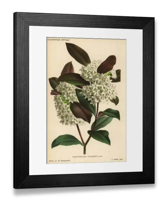Framed Print : Poison arrow plant, Acokanthera oppositifolia Framed Print : Poison arrow plant, Acokanthera oppositifolia