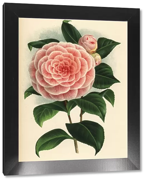 Camellia hybrid, Madame P. de Pannemaeker, Camellia japonica