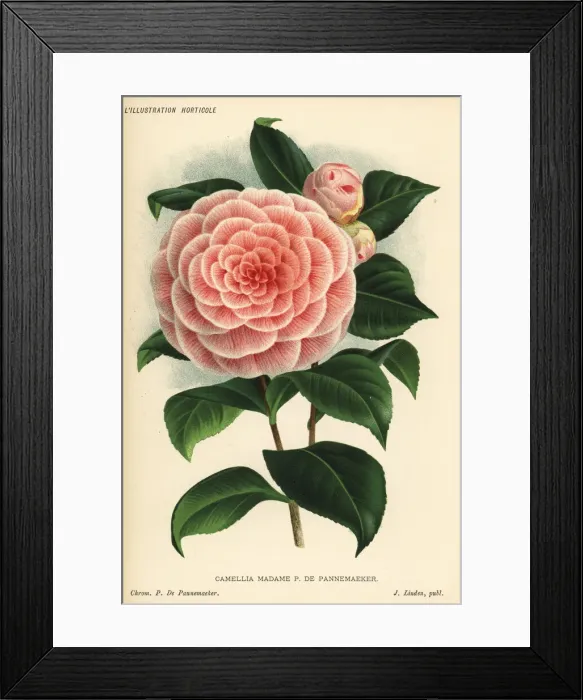 Framed Print : Camellia hybrid, Madame P. de Pannemaeker, Camellia japonica Framed Print : Camellia hybrid, Madame P. de Pannemaeker, Camellia japonica