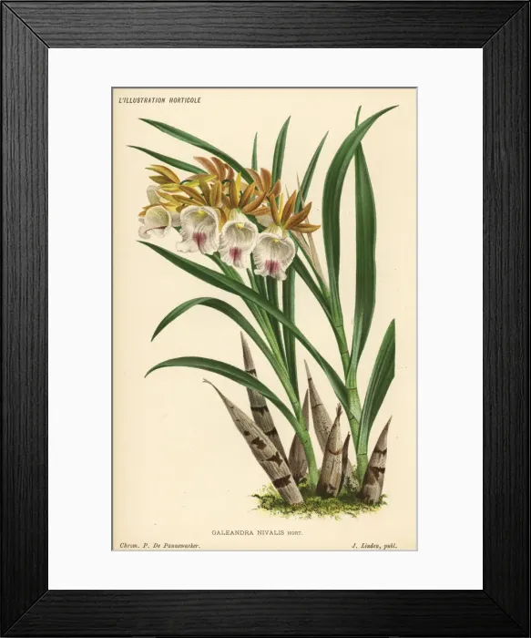 Framed Print : Galeandra nivalis orchid Framed Print : Galeandra nivalis orchid