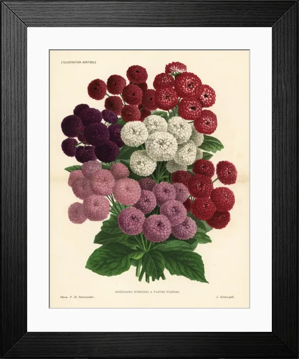 Framed Print : Pericallis cruenta hybrids Framed Print : Pericallis cruenta hybrids
