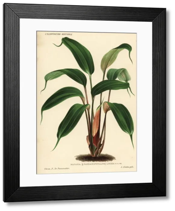 Framed Print : Mapania cuspidata