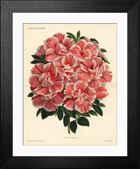Framed Print : Harlequin azalea hybrid, Rhododendron indica Framed Print : Harlequin azalea hybrid, Rhododendron indica