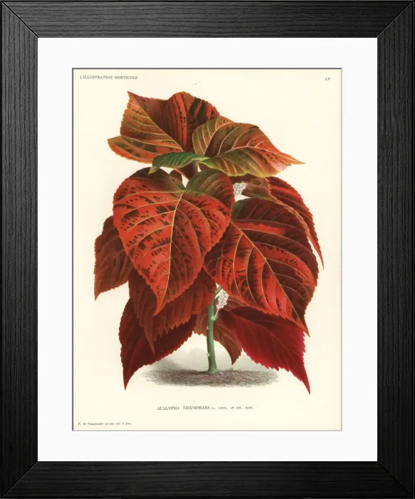 Framed Print : Acalypha wilkesiana foliage plant Framed Print : Acalypha wilkesiana foliage plant