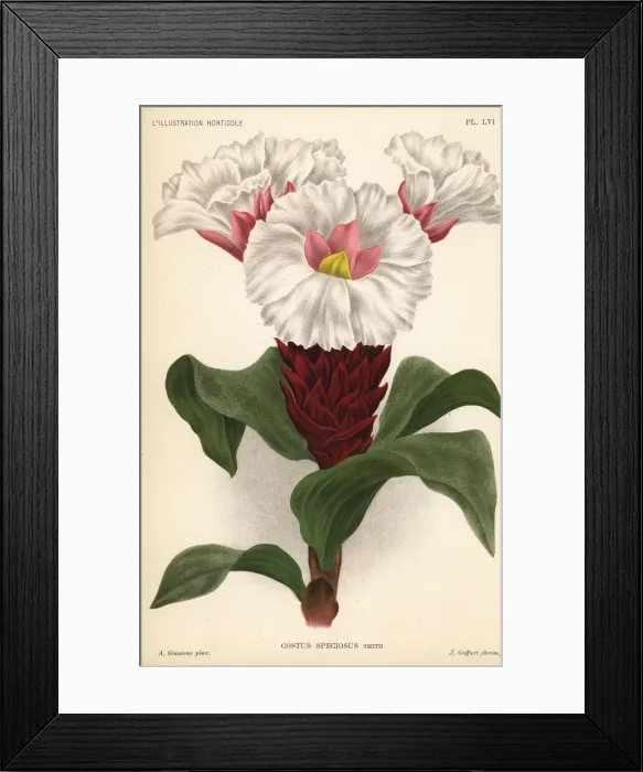 Framed Print : Crepe ginger, Cheilocostus speciosus Framed Print : Crepe ginger, Cheilocostus speciosus